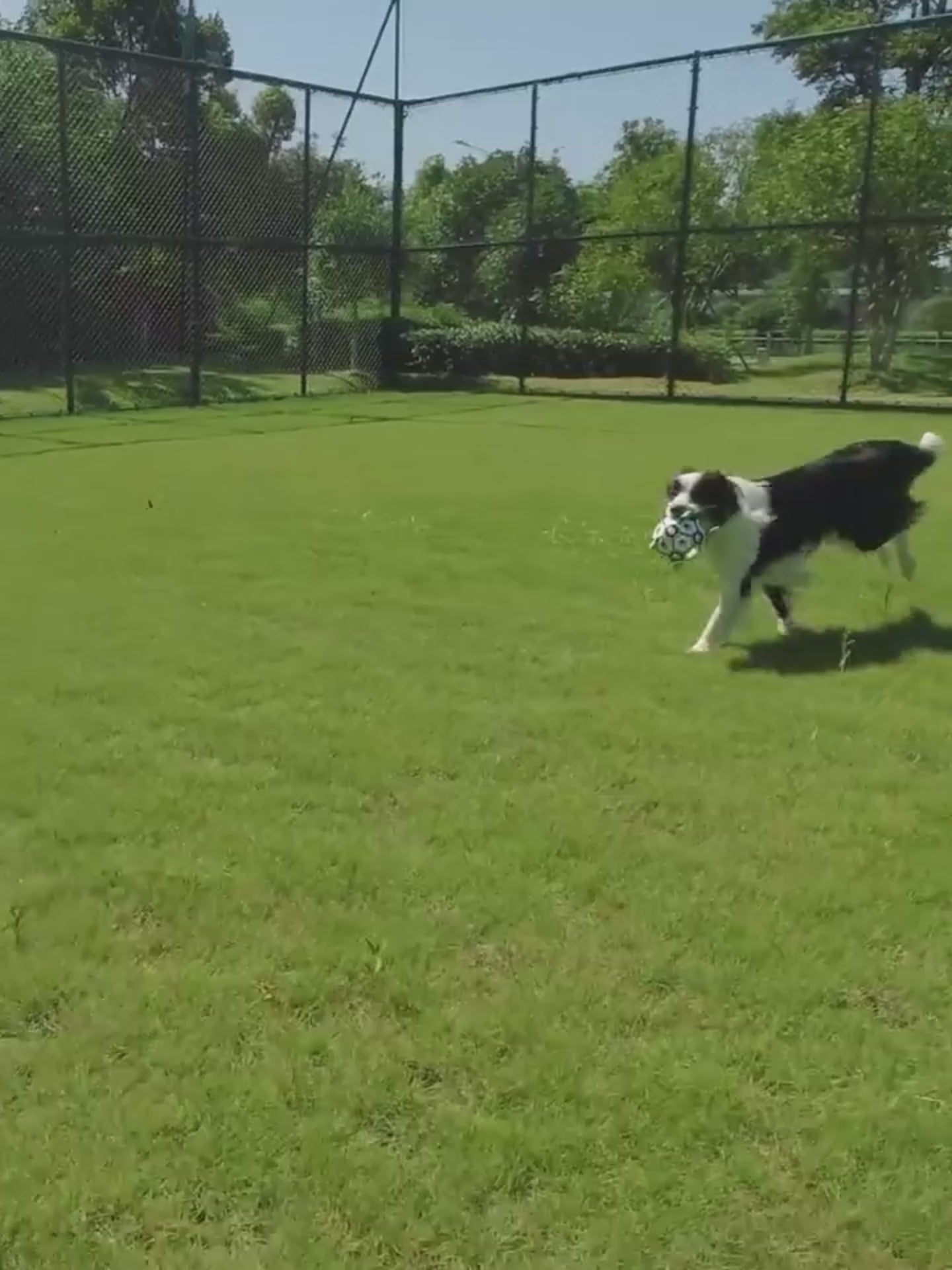 PawPlay™ Interactive Dog Toy
